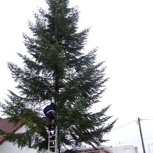 Unser Christbaum