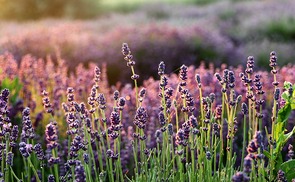 Lavendel
