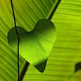 Herz-Blatt / © cafepampas / www.pixabay.com CC0 1.0 Herz-Blatt