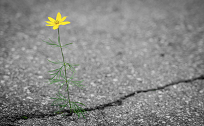 gelbe Blume, die durch den Asphalt empor wächst