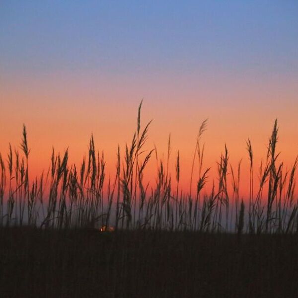 Schilfmeer