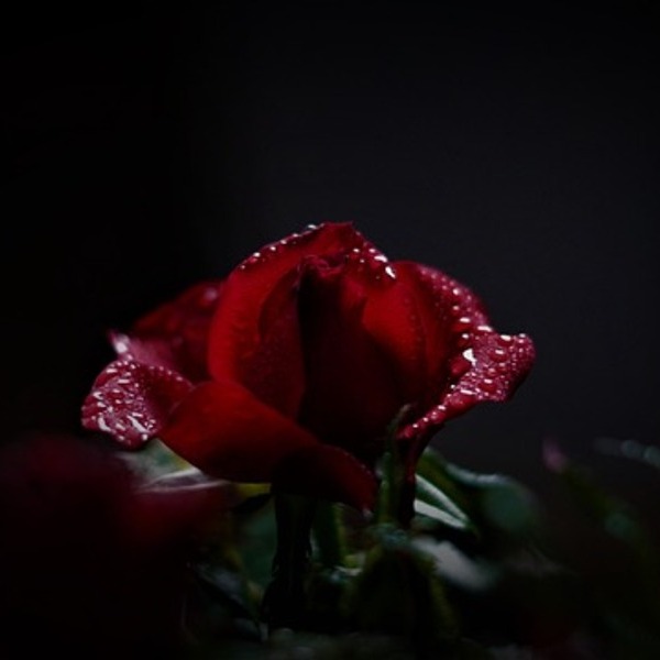 rose