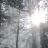 Licht durchflutet den Wald. © Maria Grill